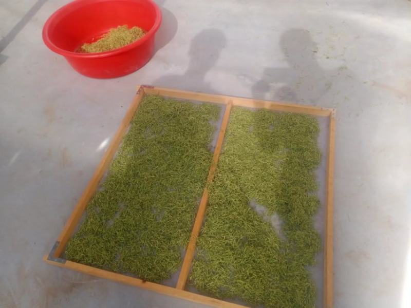 北方四季金银花