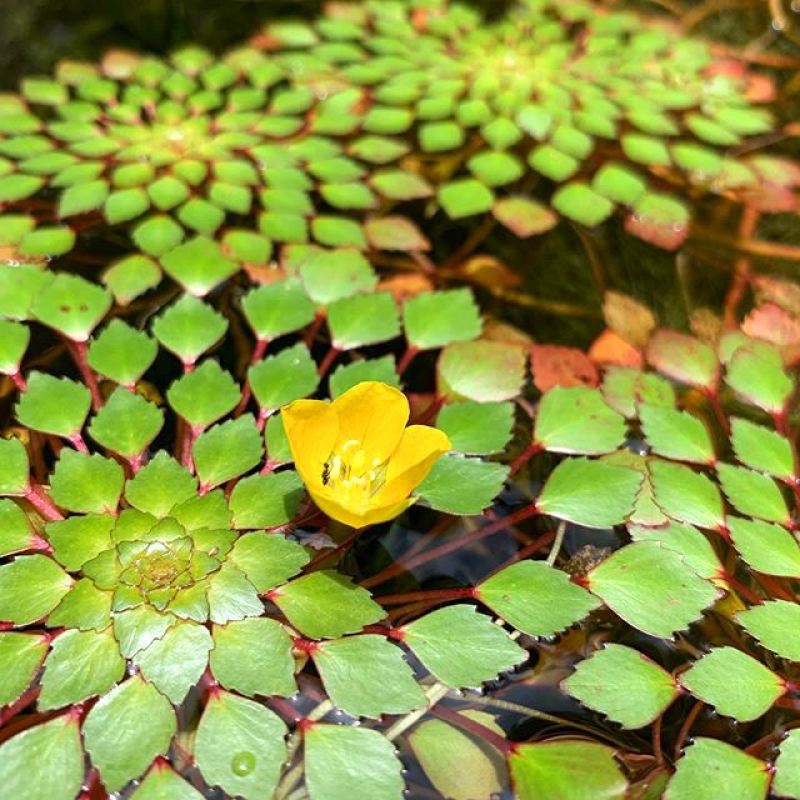 丁香蓼