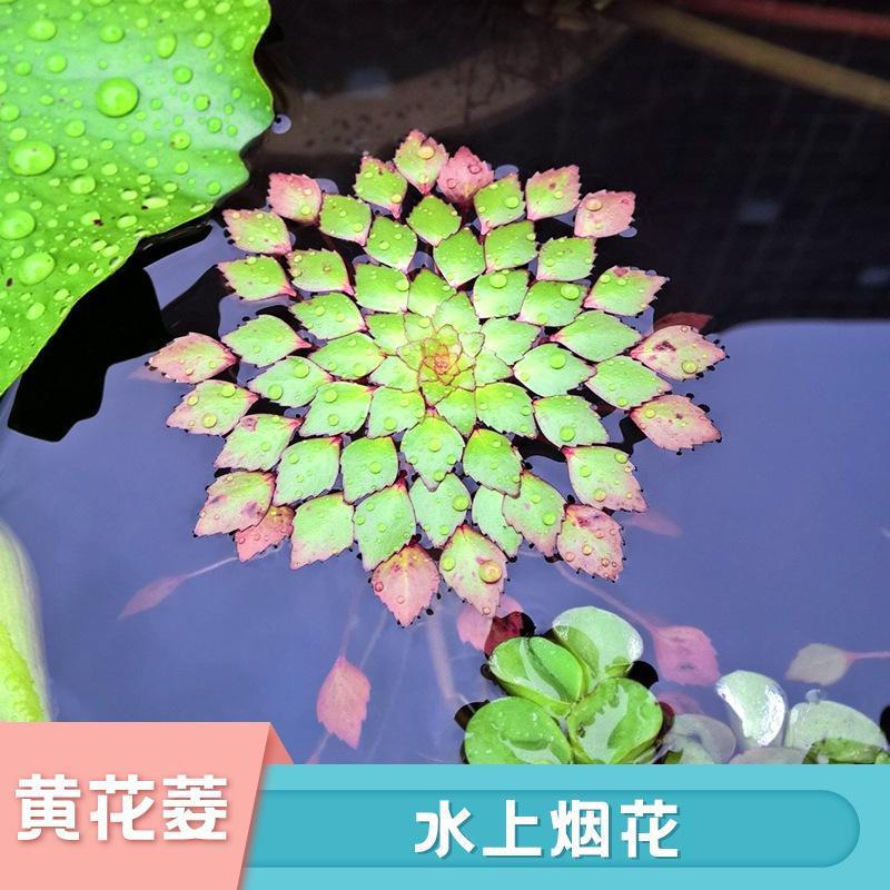 丁香蓼