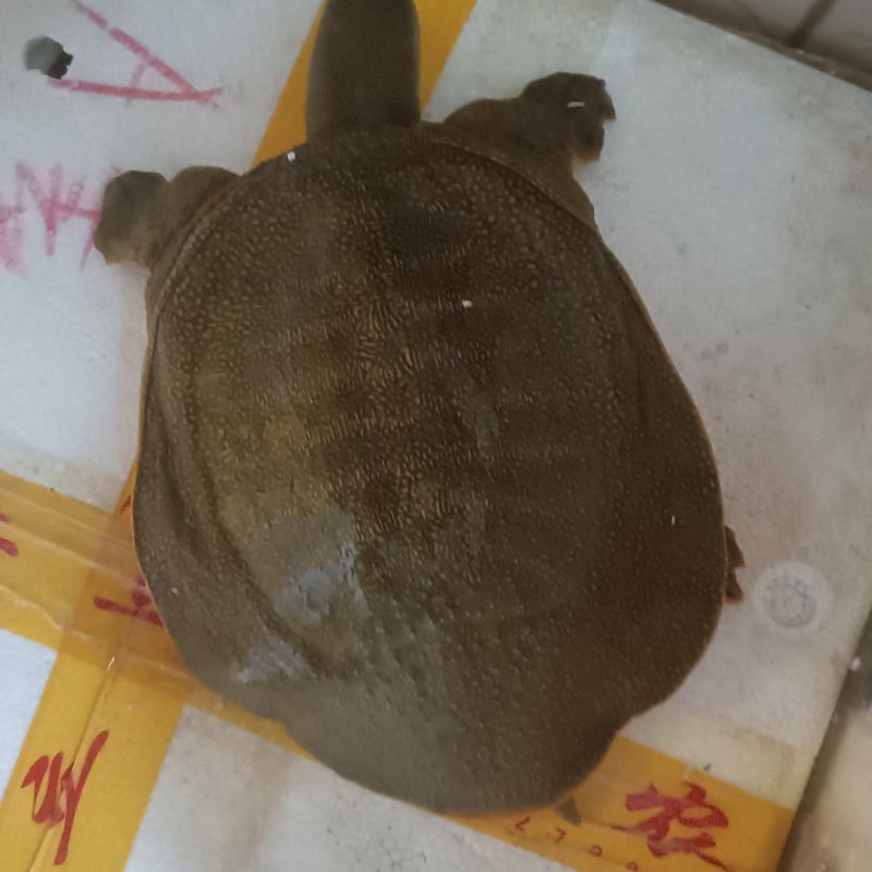 乌鳖