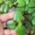 圆心萍苹果萍浮草净化强力吸收水培庭院鱼虾龟缸造景长须大叶