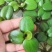 圆心萍苹果萍浮草净化强力吸收水培庭院鱼虾龟缸造景长须大叶