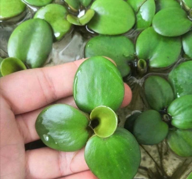 圆心萍苹果萍浮草净化强力吸收水培庭院鱼虾龟缸造景长须大叶