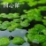 圆心萍苹果萍浮草净化强力吸收水培庭院鱼虾龟缸造景长须大叶