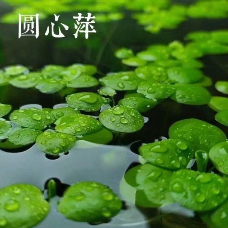 圆心萍苹果萍浮草净化强力吸收水培庭院鱼虾龟缸造景长须大叶