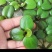 圆心萍苹果萍浮草净化强力吸收水培庭院鱼虾龟缸造景长须大叶