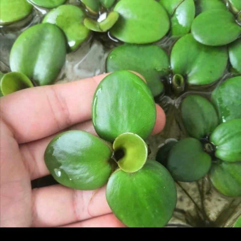 圆心萍苹果萍浮草净化强力吸收水培庭院鱼虾龟缸造景长须大叶