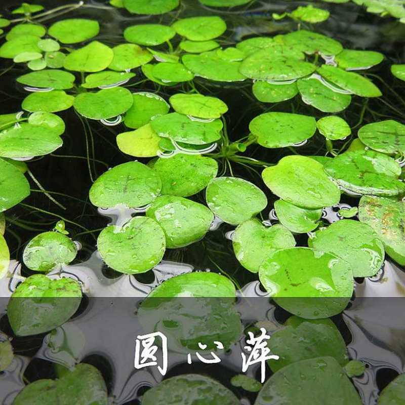 圆心萍苹果萍浮草净化强力吸收水培庭院鱼虾龟缸造景长须大叶