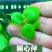 圆心萍苹果萍浮草净化强力吸收水培庭院鱼虾龟缸造景长须大叶