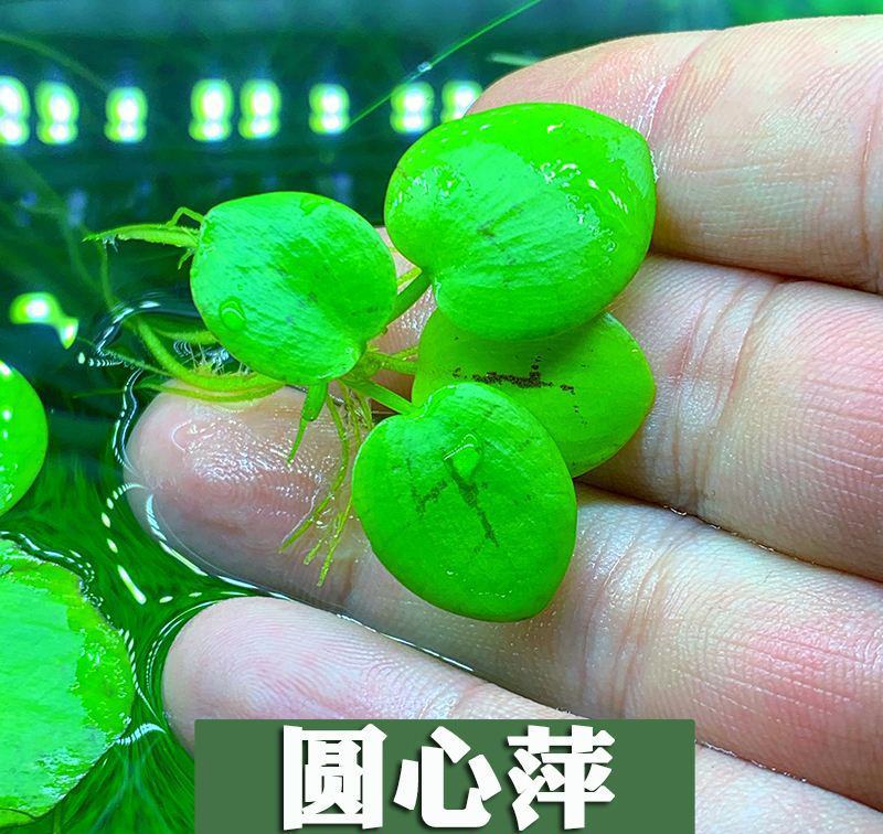 圆心萍苹果萍浮草净化强力吸收水培庭院鱼虾龟缸造景长须大叶