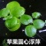 圆心萍苹果萍浮草净化强力吸收水培庭院鱼虾龟缸造景长须大叶