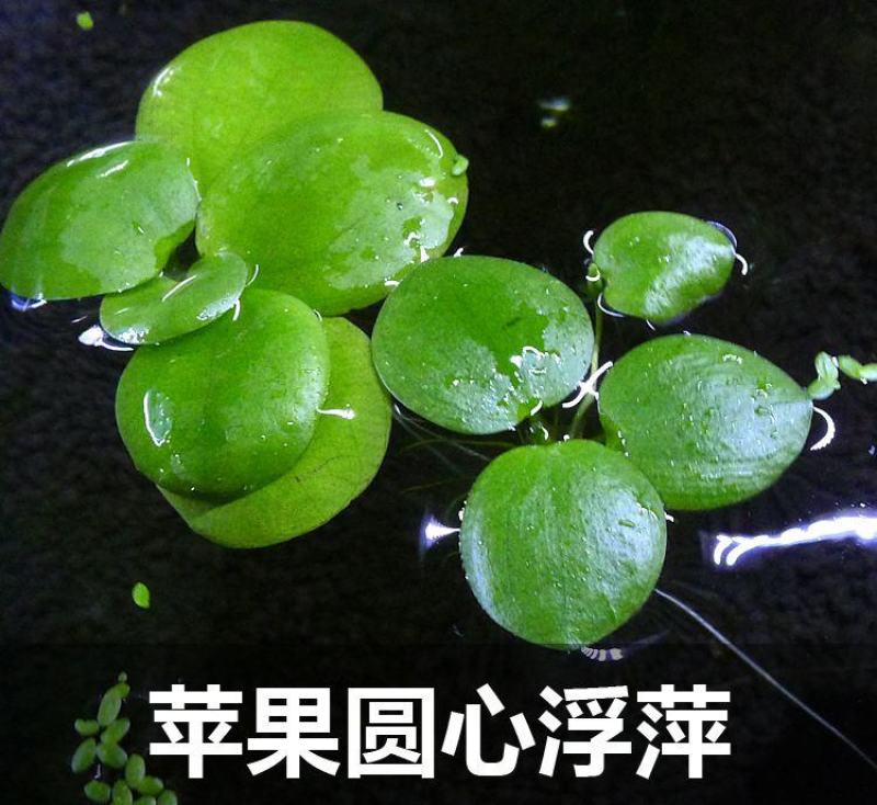 圆心萍苹果萍浮草净化强力吸收水培庭院鱼虾龟缸造景长须大叶