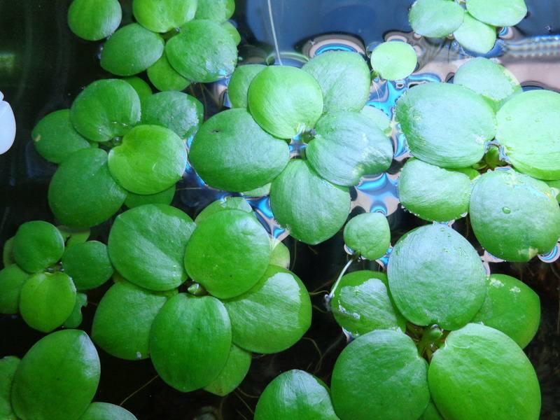 圆心萍苹果萍浮草净化强力吸收水培庭院鱼虾龟缸造景长须大叶