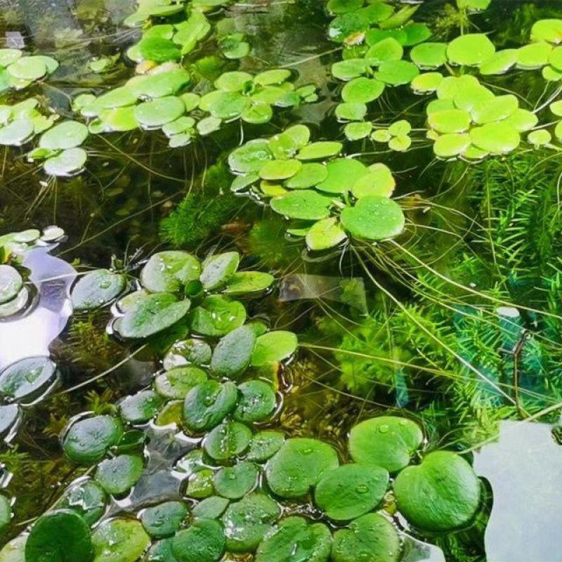 圆心萍苹果萍浮草净化强力吸收水培庭院鱼虾龟缸造景长须大叶