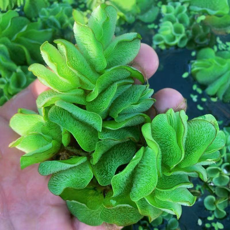 象耳萍水浮莲水养草水生植物龟缸鱼缸造景养殖净化水质