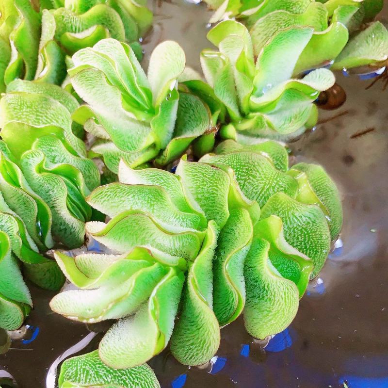 象耳萍水浮莲水养草水生植物龟缸鱼缸造景养殖净化水质