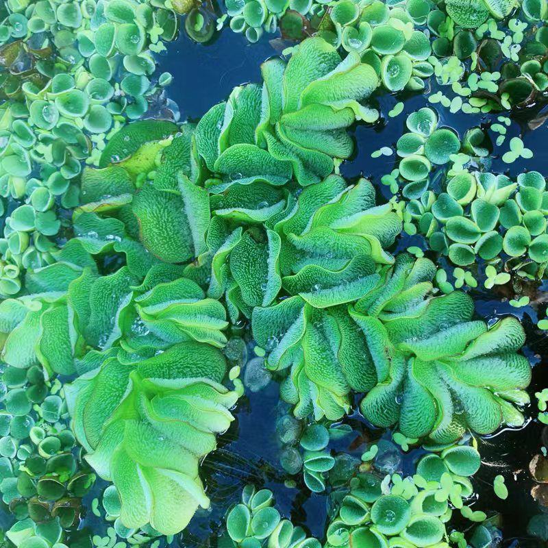 象耳萍水浮莲水养草水生植物龟缸鱼缸造景养殖净化水质
