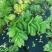 象耳萍水浮莲水养草水生植物龟缸鱼缸造景养殖净化水质