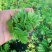 象耳萍水浮莲水养草水生植物龟缸鱼缸造景养殖净化水质