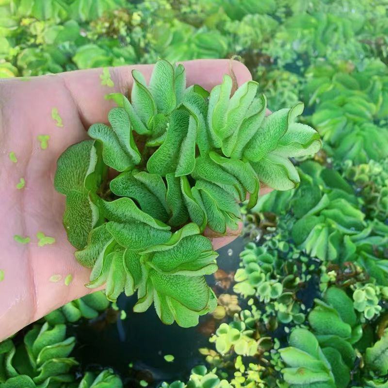象耳萍水浮莲水养草水生植物龟缸鱼缸造景养殖净化水质