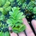 象耳萍水浮莲水养草水生植物龟缸鱼缸造景养殖净化水质