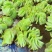 象耳萍水浮莲水养草水生植物龟缸鱼缸造景养殖净化水质