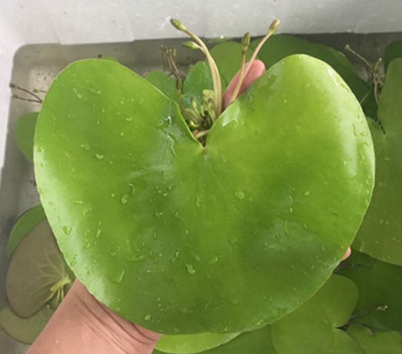 一叶莲水培植物带花苞
