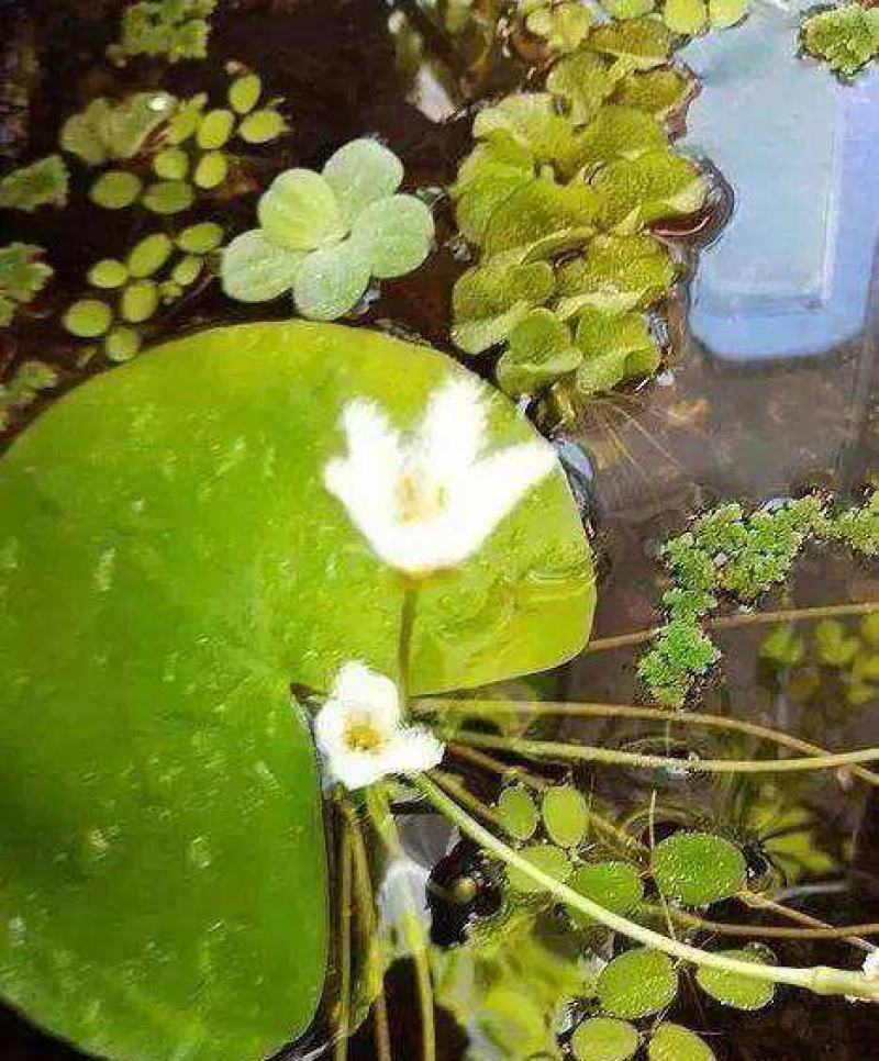 一叶莲水培植物带花苞