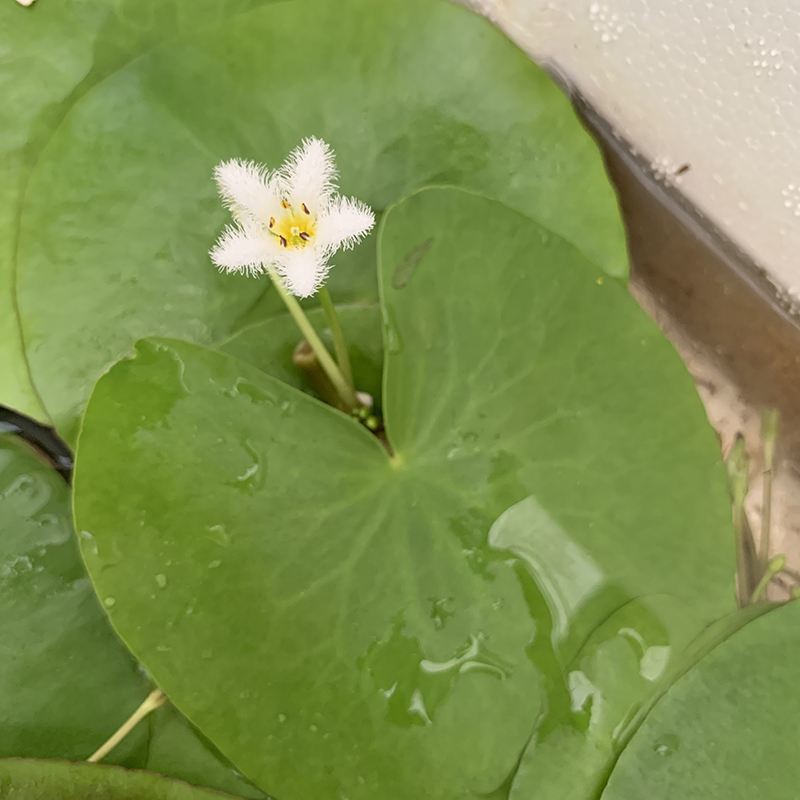 一叶莲水培植物带花苞