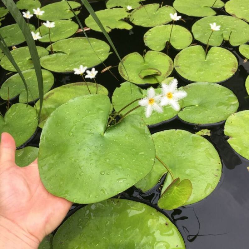 一叶莲水培植物带花苞