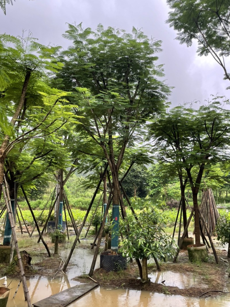 凤凰木