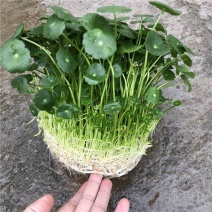 铜钱草水培植物室内盆栽客厅办公桌面金钱草水养植物好养花卉