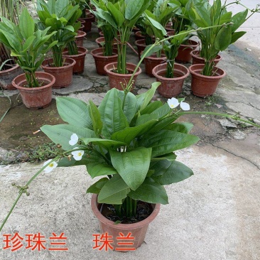 珍珠兰盆栽室外水生花卉珠兰观赏水生水养池塘绿植盆栽