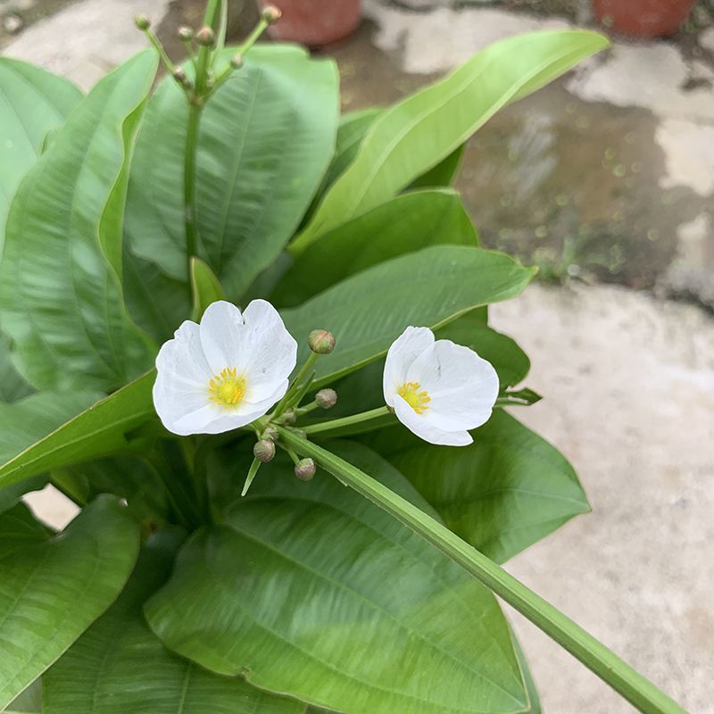 珍珠兰盆栽室外水生花卉珠兰观赏水生水养池塘绿植盆栽