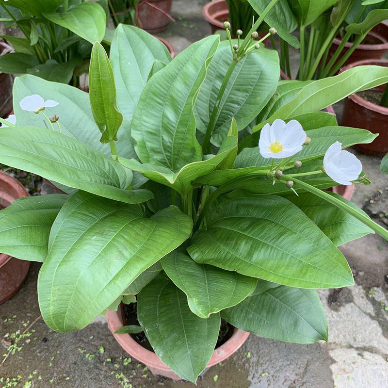 珍珠兰盆栽室外水生花卉珠兰观赏水生水养池塘绿植盆栽