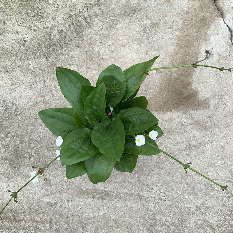 珍珠兰盆栽室外水生花卉珠兰观赏水生水养池塘绿植盆栽