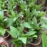 珍珠兰盆栽室外水生花卉珠兰观赏水生水养池塘绿植盆栽