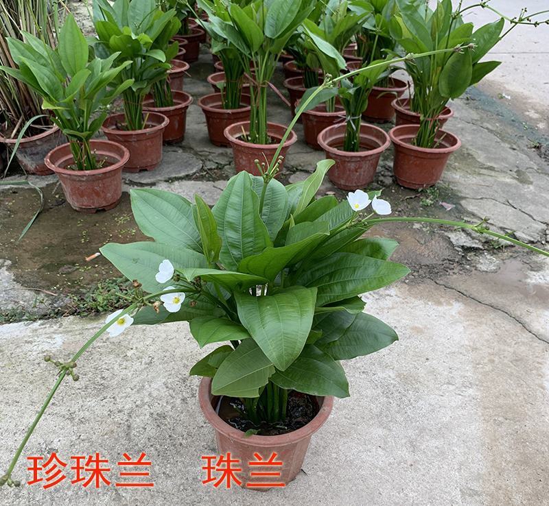 珍珠兰盆栽室外水生花卉珠兰观赏水生水养池塘绿植盆栽