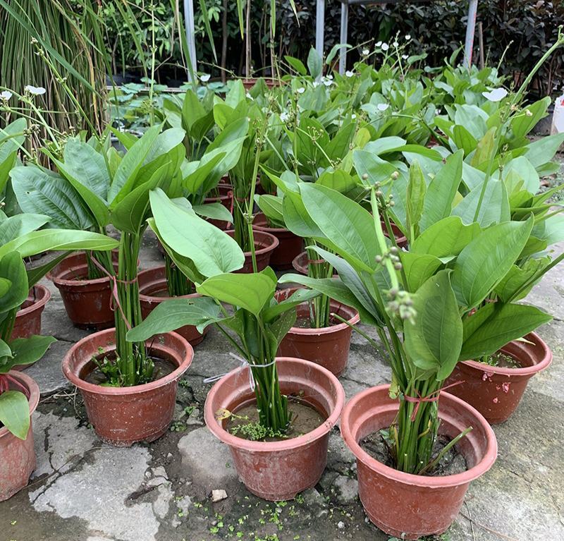 珍珠兰盆栽室外水生花卉珠兰观赏水生水养池塘绿植盆栽
