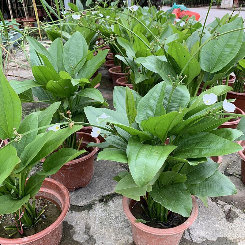 珍珠兰盆栽室外水生花卉珠兰观赏水生水养池塘绿植盆栽