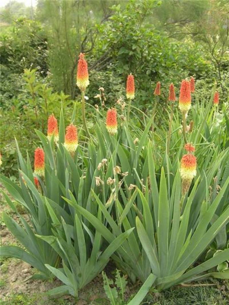 火把莲火炬花盆栽庭院地载阳台多年生宿根耐寒花卉花境