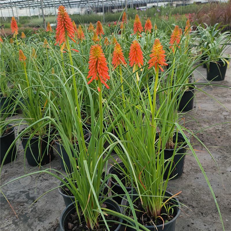 火把莲火炬花盆栽庭院地载阳台多年生宿根耐寒花卉花境