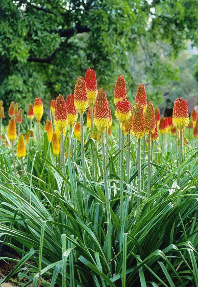 火把莲火炬花盆栽庭院地载阳台多年生宿根耐寒花卉花境