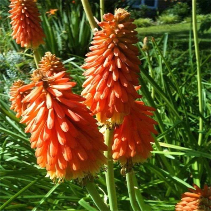 火把莲火炬花盆栽庭院地载阳台多年生宿根耐寒花卉花境