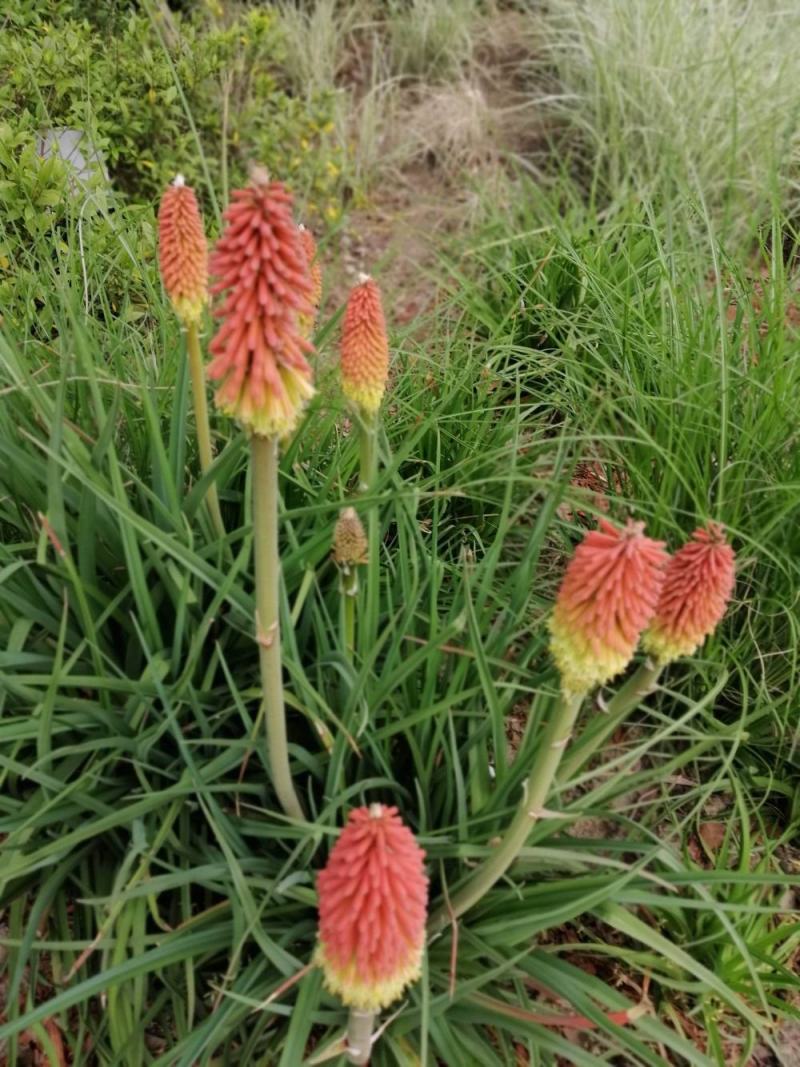 火把莲火炬花盆栽庭院地载阳台多年生宿根耐寒花卉花境