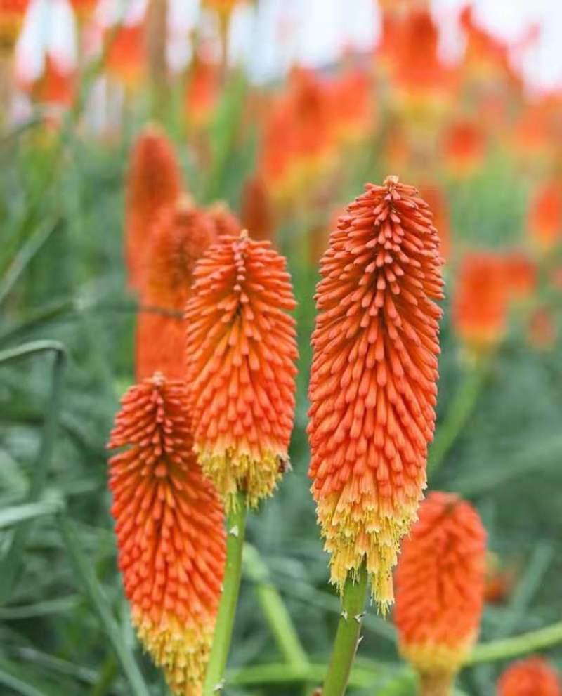 火把莲火炬花盆栽庭院地载阳台多年生宿根耐寒花卉花境
