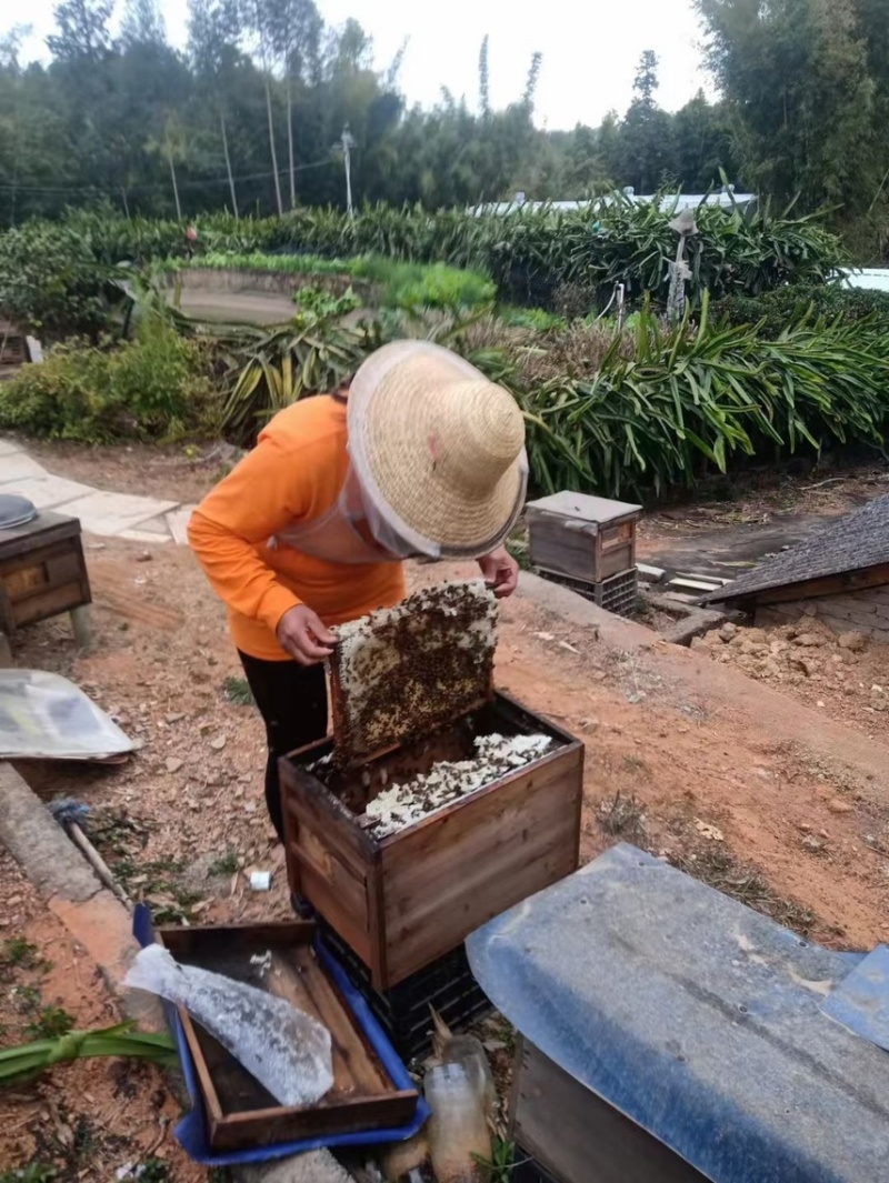 广东河源紫金农家蜂蜜百花蜜