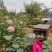 广东河源紫金农家蜂蜜百花蜜