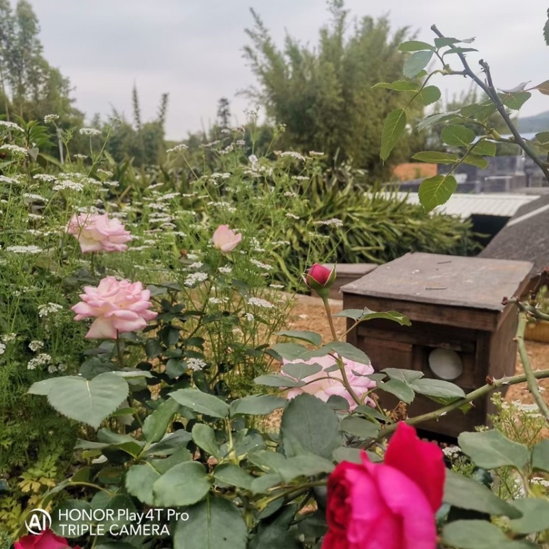 广东河源紫金农家蜂蜜百花蜜
