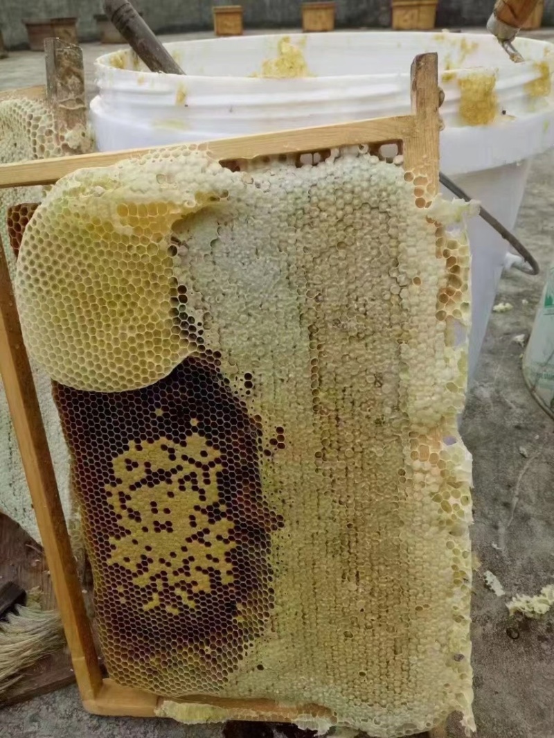 广东河源紫金农家蜂蜜百花蜜